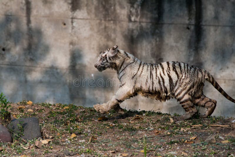 Giovane cucciolo di tigre bianco allegro in India fotografia stock libera da diritti Giovane cucciolo di tigre bianco allegro in India fotografia stock libera da diritti