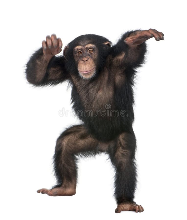 Giovane dancing dello scimpanzè immagine stock libera da diritti Giovane dancing dello scimpanzè immagine stock libera da diritti