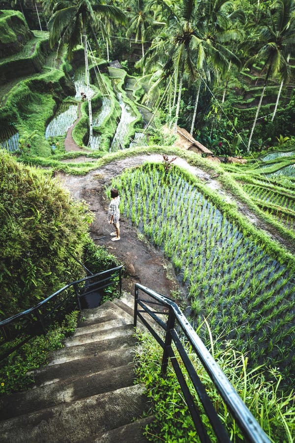 Giovane donna che cammina sul giacimento Tegalalang, Ubud, isola tropicale del riso di Bali, Indonesia immagini stock Giovane donna che cammina sul giacimento Tegalalang, Ubud, isola tropicale del riso di Bali, Indonesia immagini stock