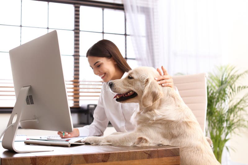 Giovane donna che lavora nell'ufficio di casa e accarezza il cane di Golden Retriever