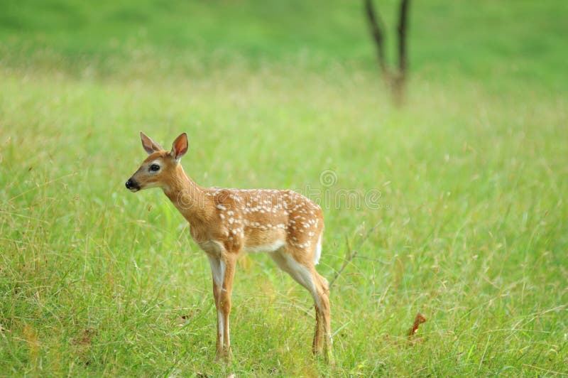 Deer Fawn at Valley Forge National Park. Deer Fawn at Valley Forge National Park