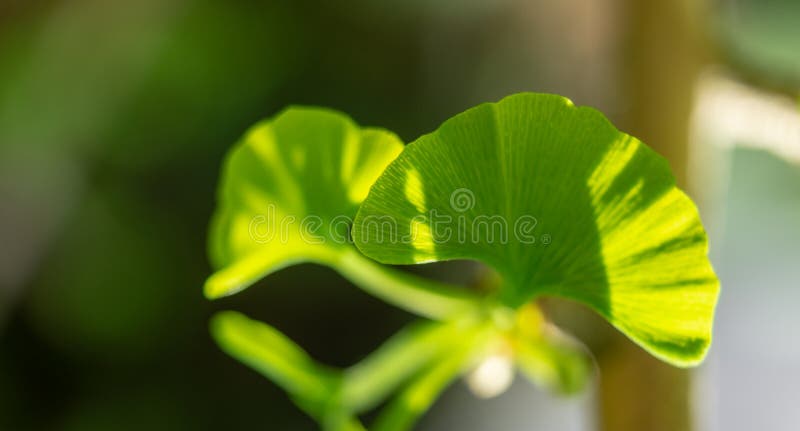 Giovane foglia di un albero del ginkgo, ginkgo biloba scientifico di nome, in primavera, primo piano contro un fondo vago fotografia stock libera da diritti Giovane foglia di un albero del ginkgo, ginkgo biloba scientifico di nome, in primavera, primo piano contro un fondo vago fotografia stock libera da diritti