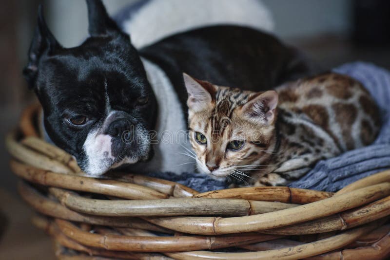 Giovane gattino del gatto del Bengala con Boston Terrier immagini stock libere da diritti Giovane gattino del gatto del Bengala con Boston Terrier immagini stock libere da diritti