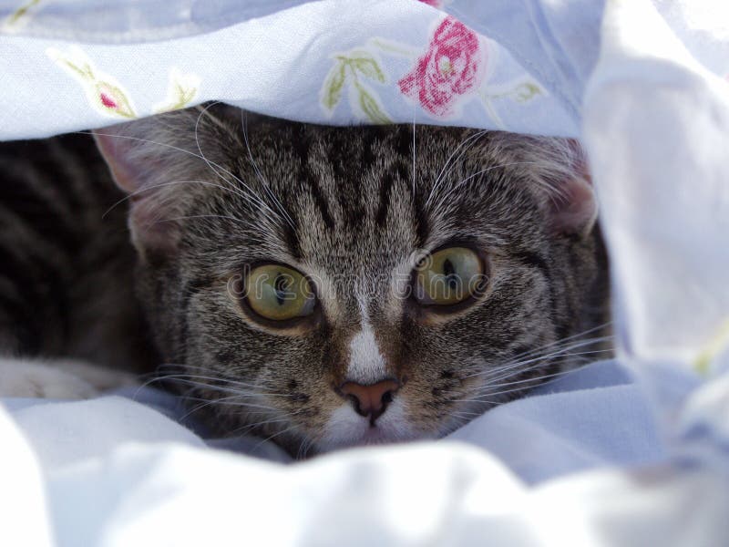 Giovane gattino - sguardo curioso