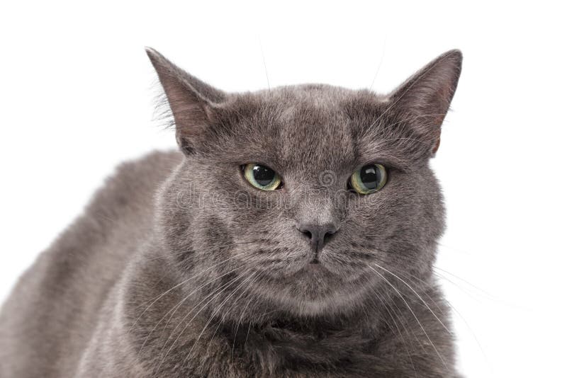 Giovane gatto britannico adulto dello shorthair con gli occhi verdi fotografia stock libera da diritti Giovane gatto britannico adulto dello shorthair con gli occhi verdi fotografia stock libera da diritti
