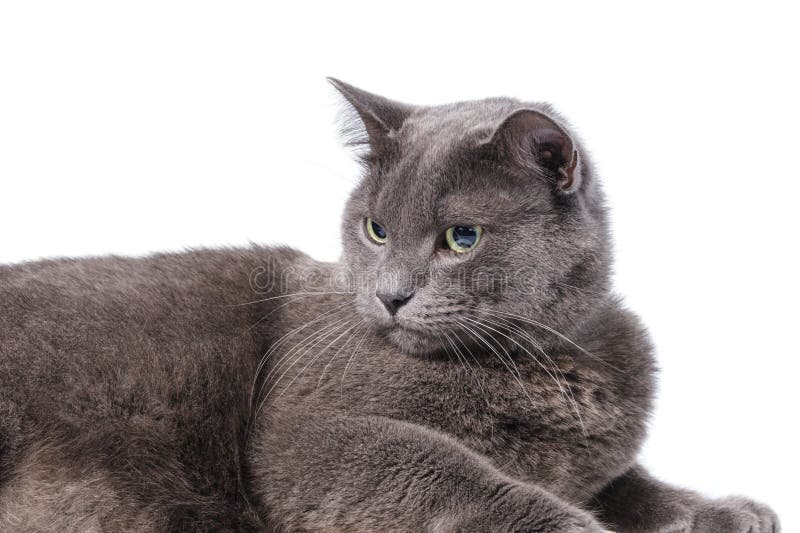 Giovane gatto britannico adulto dello shorthair con gli occhi verdi fotografia stock Giovane gatto britannico adulto dello shorthair con gli occhi verdi fotografia stock