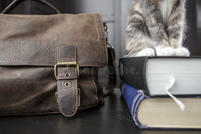 Giovane gatto che si siede su un mucchio dei libri scientifici spessi fotografia stock libera da diritti Giovane gatto che si siede su un mucchio dei libri scientifici spessi fotografia stock libera da diritti