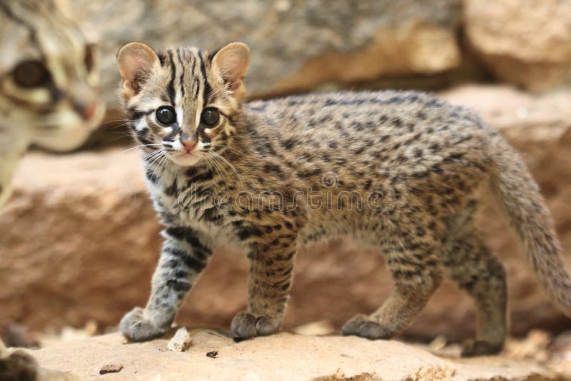 Giovane gatto di leopardo palawan fotografia stock