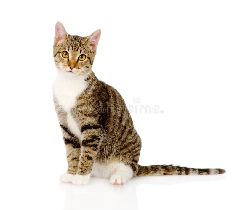Giovane gatto di soriano Su fondo bianco fotografia stock Giovane gatto di soriano Su fondo bianco fotografia stock