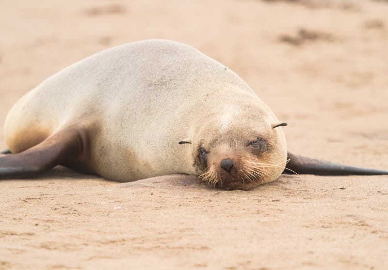Giovane guarnizione di pelliccia del capo alla riserva della guarnizione dell'incrocio del capo, costa di scheletro, Namibia, Afr immagine stock Giovane guarnizione di pelliccia del capo alla riserva della guarnizione dell'incrocio del capo, costa di scheletro, Namibia, Afr immagine stock