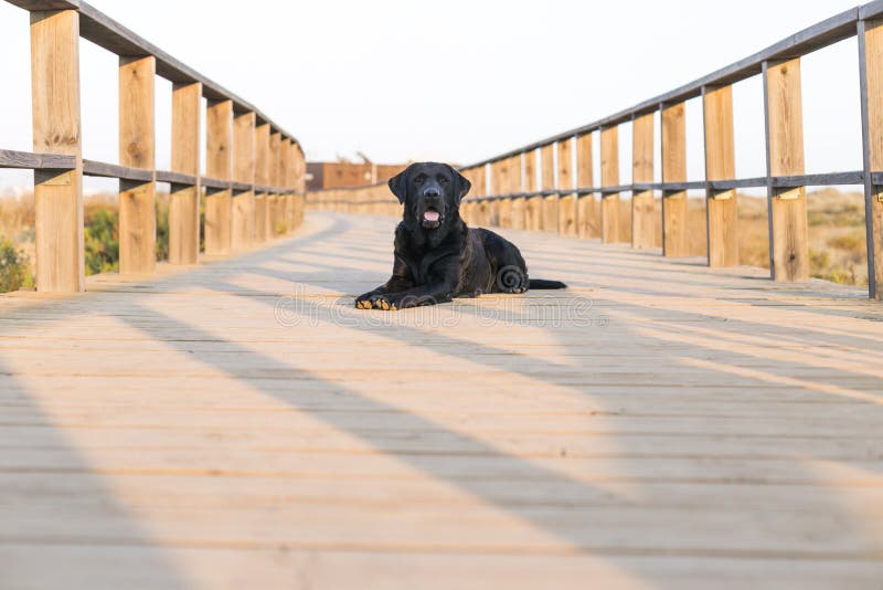 giovane labrador nero felice che si siede su un ponte di legno al tramonto Animali domestici all'aperto divertimento e stile di v fotografia stock libera da diritti giovane labrador nero felice che si siede su un ponte di legno al tramonto Animali domestici all'aperto divertimento e stile di v fotografia stock libera da diritti