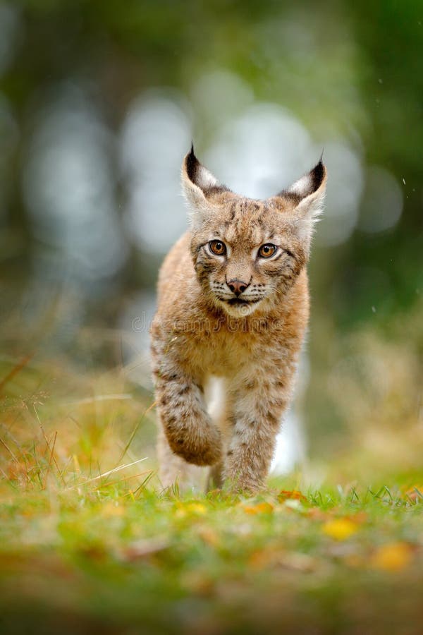 Giovane Lynx nella scena verde della fauna selvatica della foresta dalla natura Lince di camminata, comportamento animale in habi