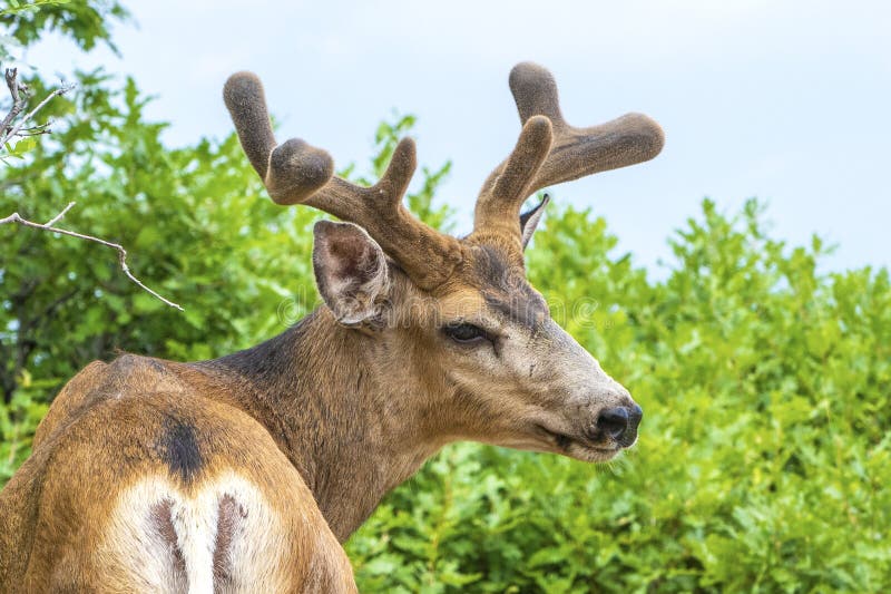 Giovane mulo Buck Deer in corni e corni del velluto immagini stock Giovane mulo Buck Deer in corni e corni del velluto immagini stock