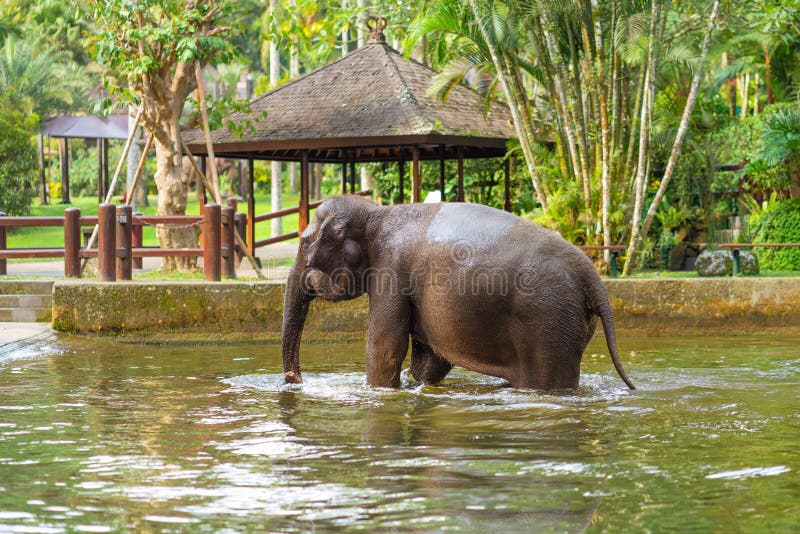 Giovane nuoto dell'elefante nello stagno sui precedenti dei gazebos e delle palme immagini stock Giovane nuoto dell'elefante nello stagno sui precedenti dei gazebos e delle palme immagini stock