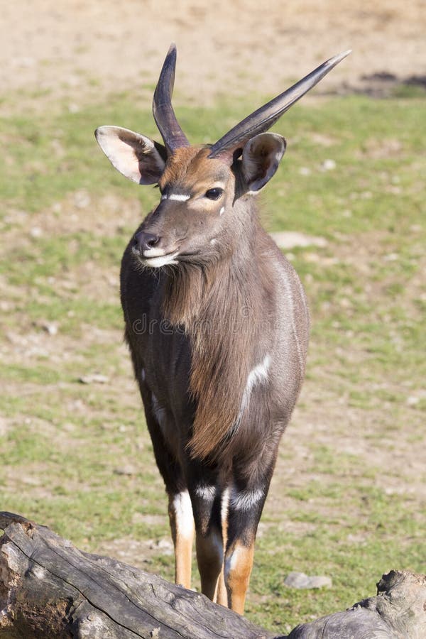 Giovane nyala maschio della pianura, angasii del Tragelaphus immagini stock libere da diritti Giovane nyala maschio della pianura, angasii del Tragelaphus immagini stock libere da diritti