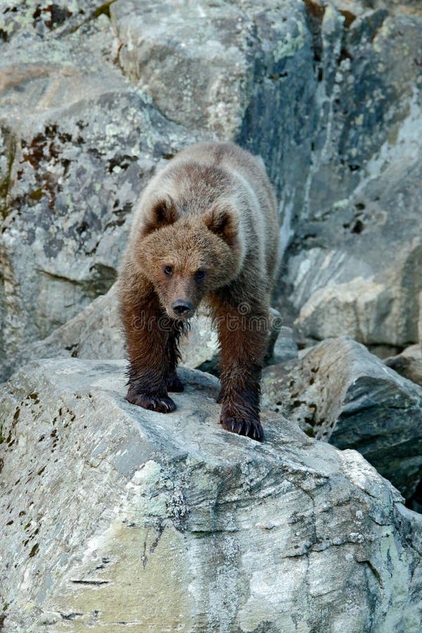 Giovane orso bruno perso nella roccia Ritratto dell'orso bruno, sedentesi sulla pietra grigia, animale nell'habitat della natura, immagini stock libere da diritti Giovane orso bruno perso nella roccia Ritratto dell'orso bruno, sedentesi sulla pietra grigia, animale nell'habitat della natura, immagini stock libere da diritti