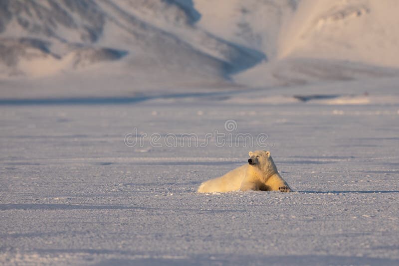 Giovane orso polare, ursus maritimus, riposantesi sul ghiaccio, montagne nei precedenti, le Svalbard artiche immagini stock libere da diritti Giovane orso polare, ursus maritimus, riposantesi sul ghiaccio, montagne nei precedenti, le Svalbard artiche immagini stock libere da diritti