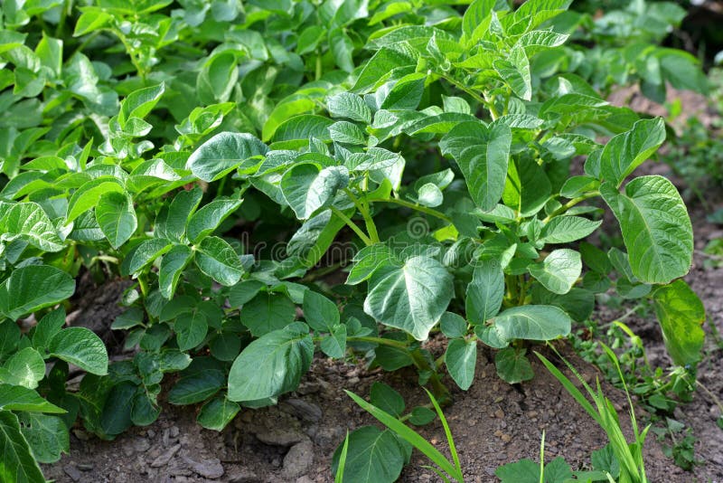 Piantare Le Patate - Ortaggi - Come Coltivare Le Patate - Foto 2