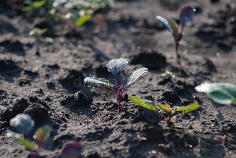Giovane piantina del cavolo che cresce nel suolo scuro della terra fotografia stock Giovane piantina del cavolo che cresce nel suolo scuro della terra fotografia stock