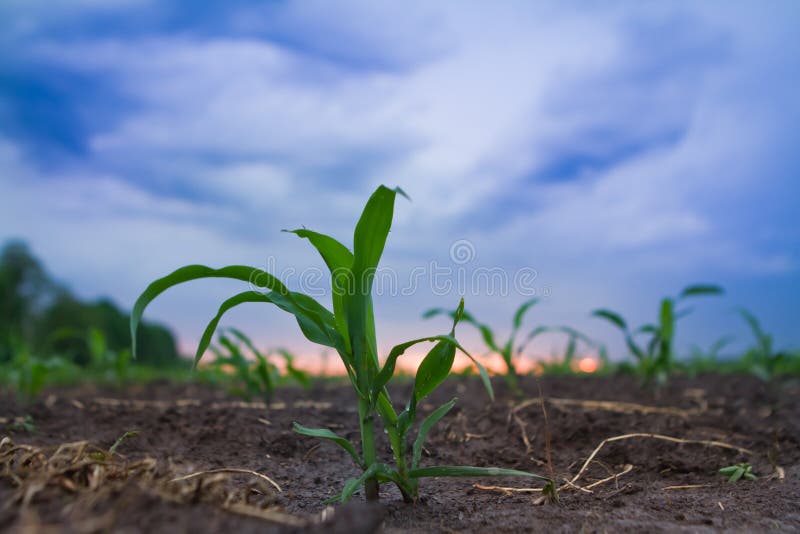 Giovane piccolo germoglio di cereale su una sera della molla dopo il temporale, cielo coperto di nuvole pesanti, tramonto; macro fotografia stock libera da diritti Giovane piccolo germoglio di cereale su una sera della molla dopo il temporale, cielo coperto di nuvole pesanti, tramonto; macro fotografia stock libera da diritti