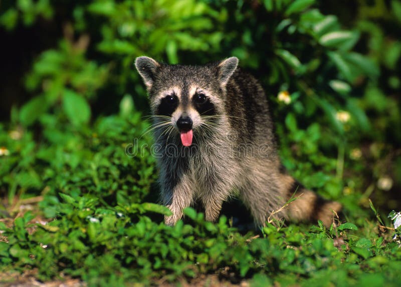 Giovane Raccoon immagini stock libere da diritti Giovane Raccoon immagini stock libere da diritti