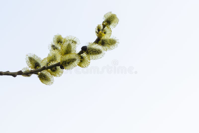 Giovane ramo di un salice sbocciante contro il cielo fotografia stock Giovane ramo di un salice sbocciante contro il cielo fotografia stock