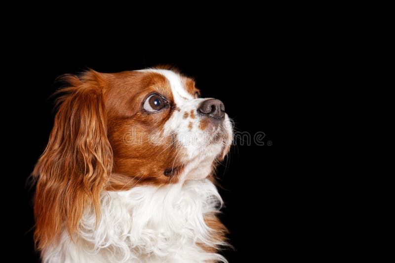 Giovane re Charles Spaniel del cane attento distoglie lo sguardo immagine stock libera da diritti Giovane re Charles Spaniel del cane attento distoglie lo sguardo immagine stock libera da diritti