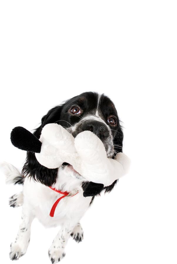 Giovane spaniel di imposta della volta inglese immagini stock Giovane spaniel di imposta della volta inglese immagini stock