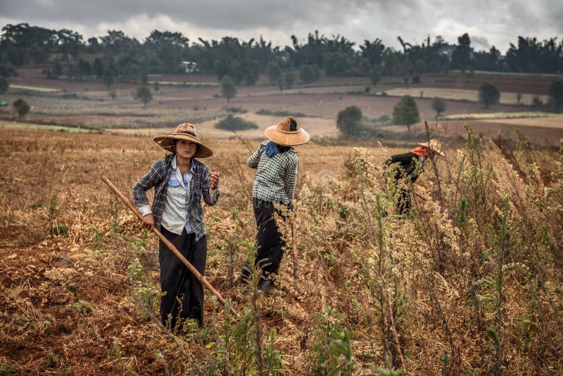 Giovani agricoltori femminili che lavorano in un campo immagini stock libere da diritti Giovani agricoltori femminili che lavorano in un campo immagini stock libere da diritti