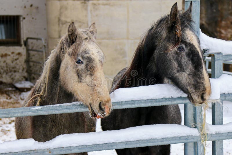 Giovani cavalli di Lipizzan che stanno dietro il recinto del metallo fotografia stock libera da diritti Giovani cavalli di Lipizzan che stanno dietro il recinto del metallo fotografia stock libera da diritti