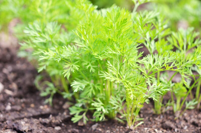 Giovani cime della carota, verdure crescenti nella terra aperta su suolo fertile, il concetto di agricoltura ed aziende agricole fotografia stock Giovani cime della carota, verdure crescenti nella terra aperta su suolo fertile, il concetto di agricoltura ed aziende agricole fotografia stock