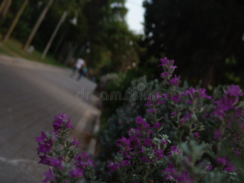 Giovani coppie teenager adulte che camminano a partire dalla macchina fotografica sul vicolo pavimentato parco verde al tramonto fotografia stock Giovani coppie teenager adulte che camminano a partire dalla macchina fotografica sul vicolo pavimentato parco verde al tramonto fotografia stock