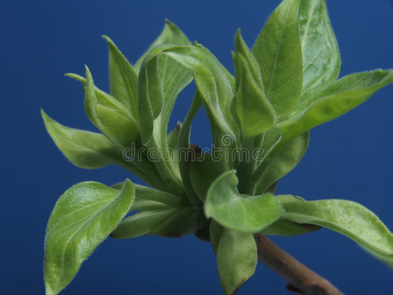 Giovani foglie di fioritura dell'albero Tiri dei giovani in primavera P immagini stock Giovani foglie di fioritura dell'albero Tiri dei giovani in primavera P immagini stock