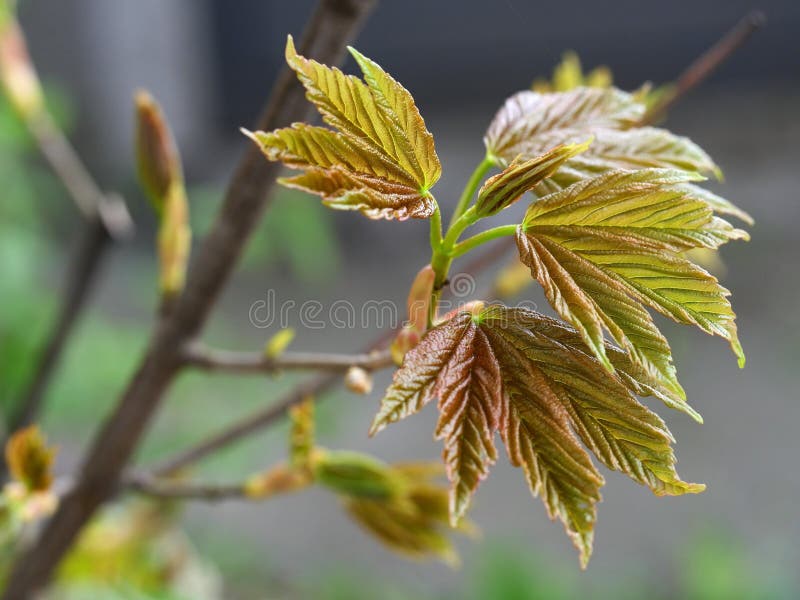 Giovani foglie verdi di un acero norvegese che fiorisce in primavera immagini stock libere da diritti Giovani foglie verdi di un acero norvegese che fiorisce in primavera immagini stock libere da diritti