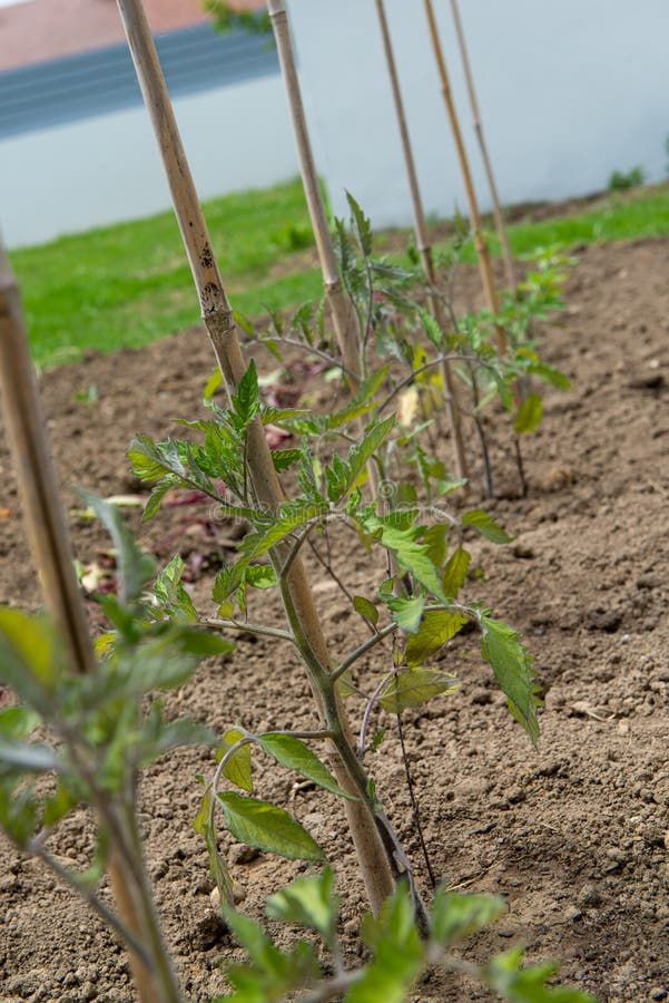 Giovani piante di pomodori nel giardino fotografie stock Giovani piante di pomodori nel giardino fotografie stock