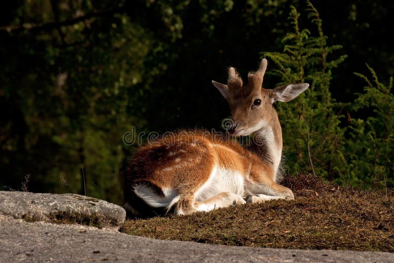 Giovani un fawn dei daini, un maschio da 1 anno in una foresta in Svezia fotografia stock Giovani un fawn dei daini, un maschio da 1 anno in una foresta in Svezia fotografia stock
