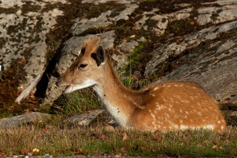 Giovani un fawn dei daini, un maschio da 1 anno in una foresta in Svezia fotografie stock libere da diritti Giovani un fawn dei daini, un maschio da 1 anno in una foresta in Svezia fotografie stock libere da diritti