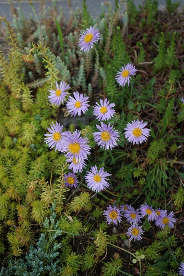 Gips alpinus med lila blommor i får i trädgården. berlingrodor. Växter i groddar. Apipinus alpinus eller blå alpinus är en art av blommande växt i familjen Asteraceae.