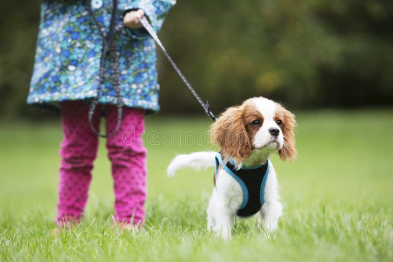 Gir prenant l'avance du Roi Charles Puppy For Walk On image stock Gir prenant l'avance du Roi Charles Puppy For Walk On image stock