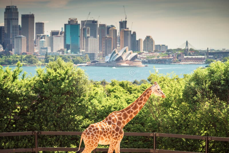 Giraf met de stad van Sydney royalty-vrije stock foto