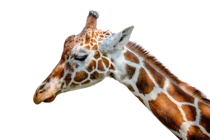 Giraf met een netvormig patroon stock fotografie Giraf met een netvormig patroon stock fotografie