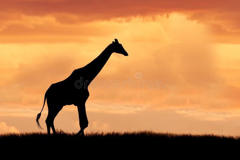 Giraf op Afrikaanse vlaktes