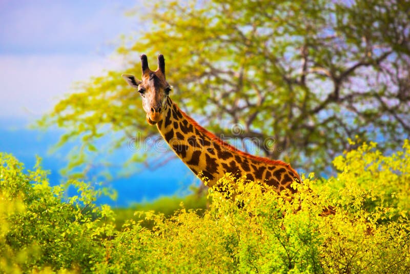 Giraf in struik. Safari in Tsavo het Westen, Kenia, Afrika royalty-vrije stock afbeeldingen Giraf in struik. Safari in Tsavo het Westen, Kenia, Afrika royalty-vrije stock afbeeldingen
