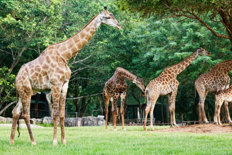 Panda Zoo Animal in Fence Knot Hole Stock Photo Image of food