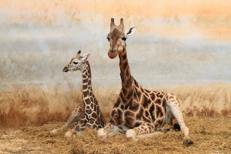Girafa com filhote