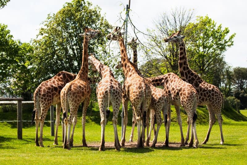 Girafa de Rothschild, uma de nove subesp?cies em ?frica, a mais alta dos mam?feros da terra fotos de stock Girafa de Rothschild, uma de nove subesp?cies em ?frica, a mais alta dos mam?feros da terra fotos de stock