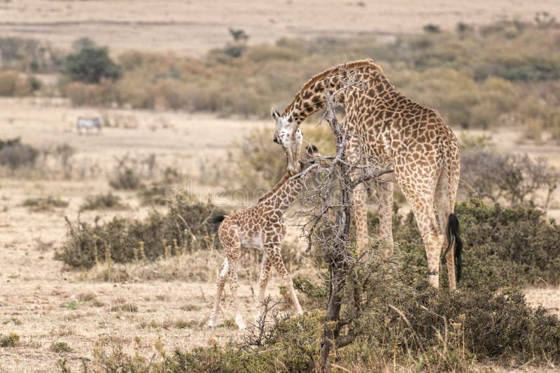 Girafa do Masai com vitela fotografia de stock Girafa do Masai com vitela fotografia de stock