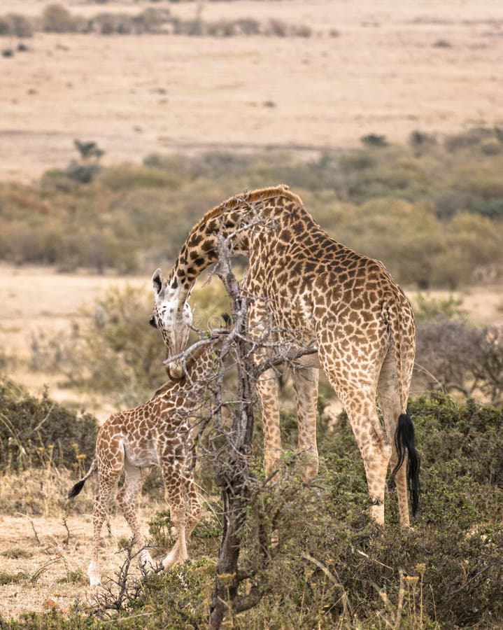 Girafa do Masai da fêmea adulta com vitela imagens de stock Girafa do Masai da fêmea adulta com vitela imagens de stock