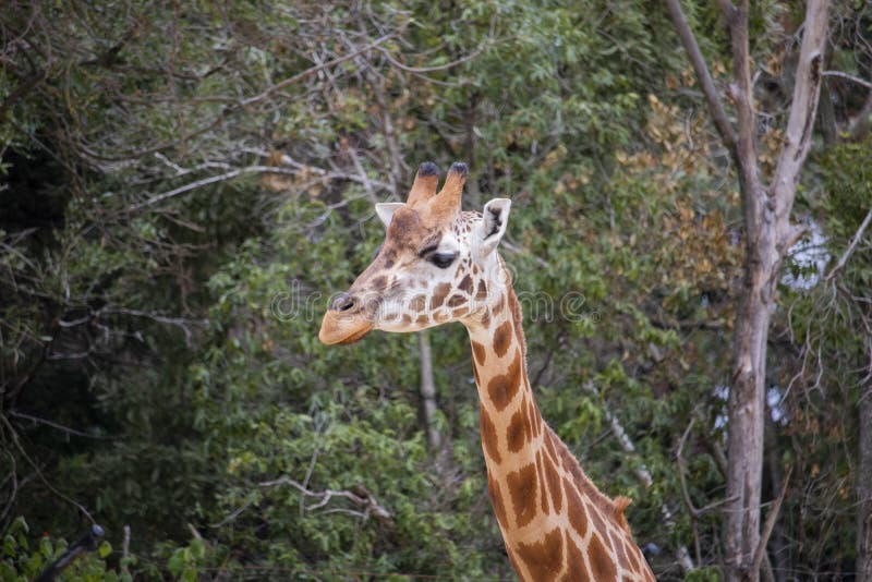 Girafa do pescoço acima imagem de stock Girafa do pescoço acima imagem de stock