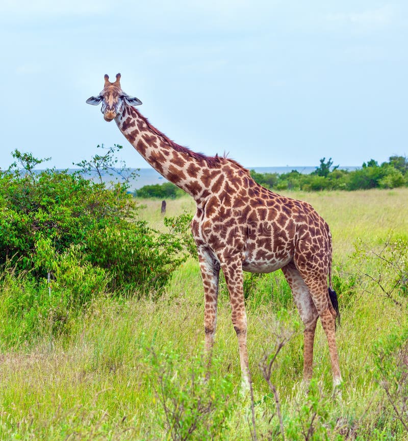 Jeep Safari Masai Mara, Kenya. Long-necked giraffe grazes in the African savannah near a green bush. The concept of active, environmental and photo tourism. Jeep Safari Masai Mara, Kenya. Long-necked giraffe grazes in the African savannah near a green bush. The concept of active, environmental and photo tourism